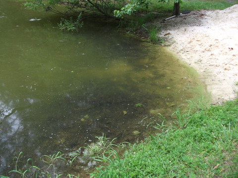 minnows