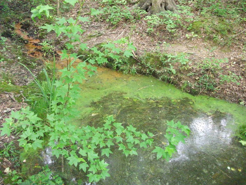duckweed?